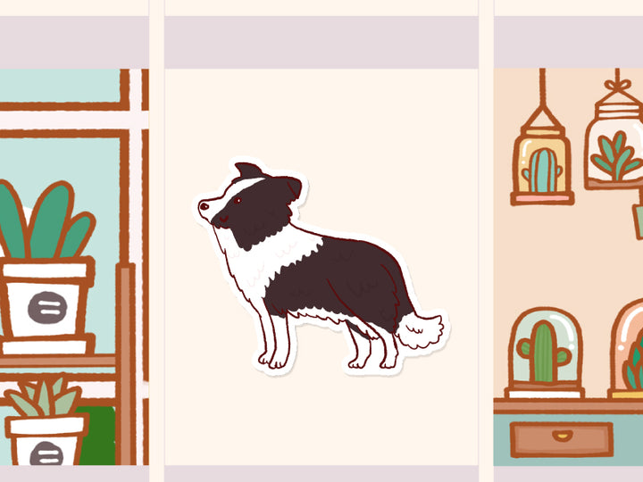 FI066 Border Collie